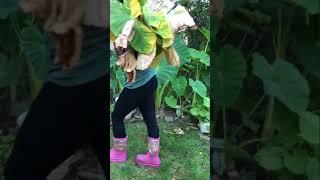 Yellow Leaves On Your Plants Cut Them Off Elephant Ear Plant