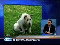 zoofili