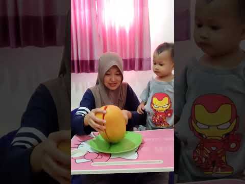Panen PEPAYA JUMBO masak pohon