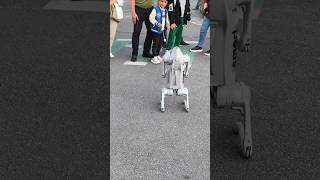 Robot Dog In Baku