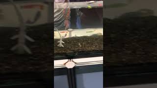 Fishup Flit 4 Im Testbecken