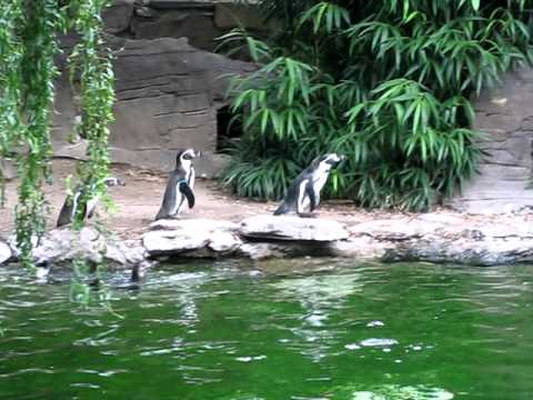 Humboldt penguins chasing a butterfly (higher-quality)