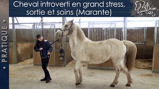 • PRATIQUE • Cheval introverti en grand stress, sortie et soins (Marante)