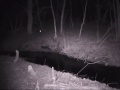 Duke dog proof traps in action! - youtube