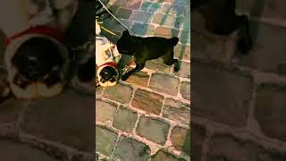 So cute 😍 zwei Hundefreunde/Funny Dogs