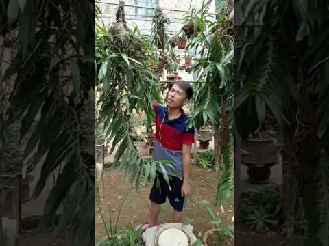 Phong lan rừng tam bảo sắc_tập tính và cách nuôi trồng