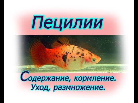 Содержание пецилий в домашних условиях