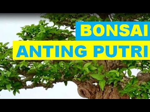 VIDEO : bonsai anting putri -  ...