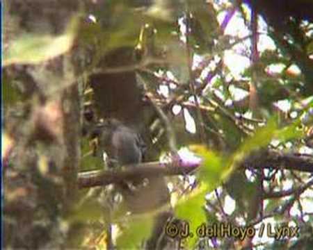 Header of Amazonian antshrike