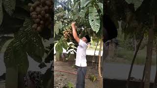 Cara Memanen Buah Matoa Yang Benar