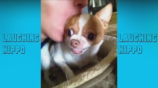 DOG VIDEOS you will NOT REGRET WATCHING - Funny Dog Video Compilation 2018