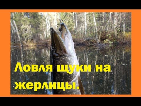 как клюет щука на жерлицу как клюет щука на жерлицу