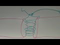 Anastomosis