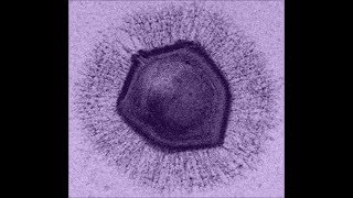 Science News - Giant virus genus appears to have some kind of "CRISPR like" immune system