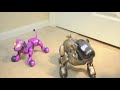 Zoomer and Aibo ERS-7M3