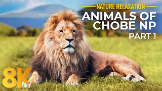Chobe Ulusal Parkı'nın İnanılmaz Vahşi Yaşamı (8K UHD) - İnanılmaz Güney Afrika