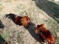 1trujillos1