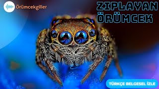 #ZıplayanÖrümcek ve ya #SıçrayanÖrümcek (#Salticidae ) # #örümcekler