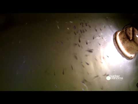 Nighttime fishing with submersible lights Dog Days Of Summer Keeping You Indoors Don 39 T Sweat It We Discovered That Fishing At Night Can...