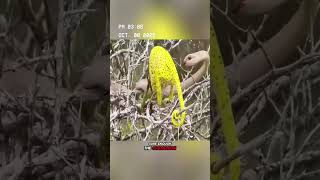 Attacked By The Planets Most Venomous Snake, Can The Chameleon Survive?