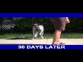 Watch Stem Cell Therapy for Pets - Laleigh Before & After Video