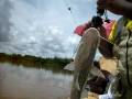 Video de Pesca de surubim chicote