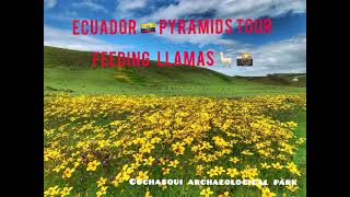 Llamas Tour - Ecuador - Cochasqui Pyramids By Juan Carlos Guerra