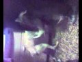 Rissa tra una donna e un cane