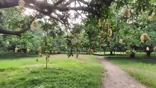 Bangladeshi Mango Garden