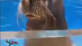 La Foca