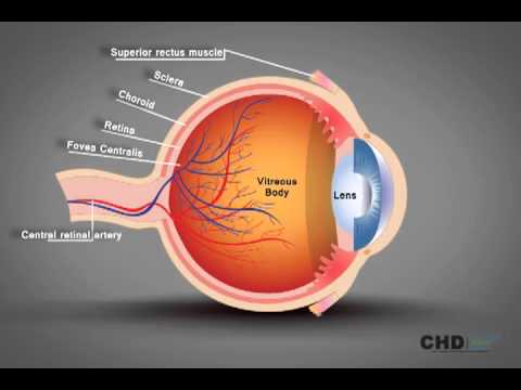 Human Eye Structure: Eye Anatomy Explained - YouTube