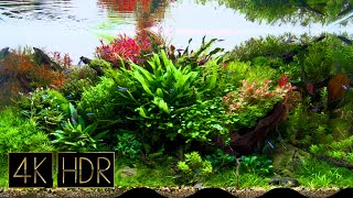 Awesome Aquatic Plant Layout Tank Fixed 3Hours 4K Hdr 60Fps Water Sound Real Aquarium