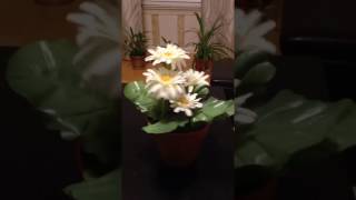 Daisy The Singing Flower