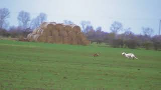 Ice Coursing