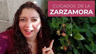 Zarzamoras Cuidados Principales, Beneficios, Características Y Usos De La Planta De Moras Negras