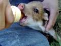 CHANCHOS DEL MONTE TOMANDO LECHE