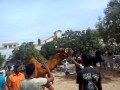 Camel Cutting on Eid-ul-Azha 2011