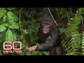 Bonobos | 60 Minutes Archive