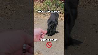 Dont Do This With Feral Cats
