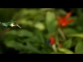 Mixcraft BGM - Beauty of nature