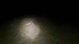 Lamping Foxes N.ireland 2019202