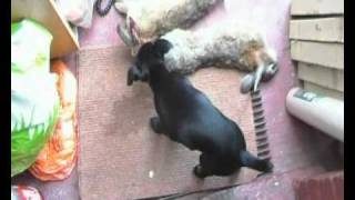 Patterdale Terriers First Rabbatssdv0094