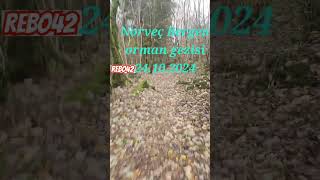 Norveç Bergenden Orman Gezisi 24.10.2024 Kebo42 Rec42