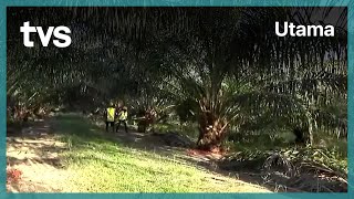 Isu Kekurangan Pekerja Ladang Kelapa Sawit Selesai