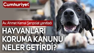 Hayvanları Koruma Kanunu, Hayvanları Koruyor Mu? Haytap Başkanı Av. Ahmet Kemal Şenpolat Yanıtladı