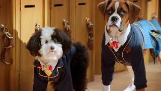 Pup Academy Shutterbug