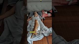 Battle For The Throne On The Owners Belly