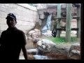 Jealous Monkey Attack at Zoo NEW 2012 HD