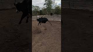 Training A Bucking Bull