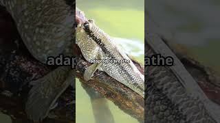 The Fish That Walks On Land Evolution Caught On Camera